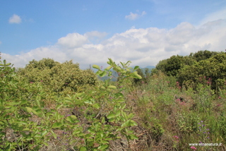 Bosco dello Scacchiere